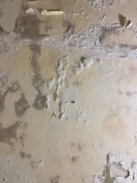 Best Professional Mold Removal  in Petoskey, MI
