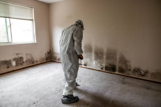 Trusted Petoskey, MI Mold Removal Experts