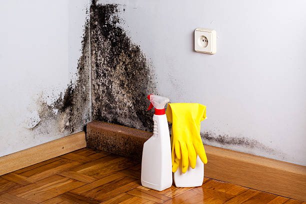 Best Mold Testing  in Petoskey, MI